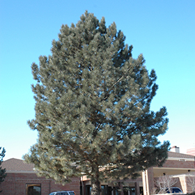 Evergreen Tree Photo