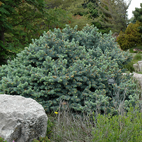Evergreen Shrub Photo
