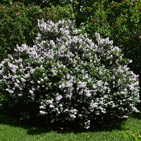 Shrub Photo