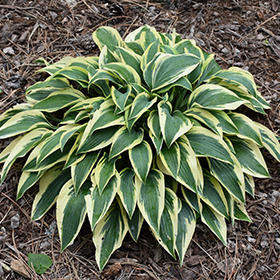 Shade-Tolerant Perennial Photo