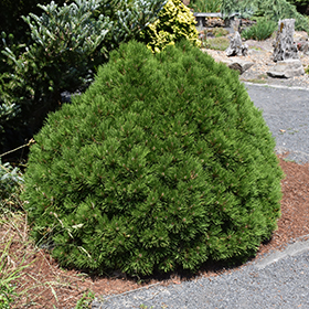 Dwarf Conifer Photo